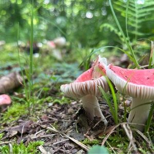 Meet your Posher, Cheyenne